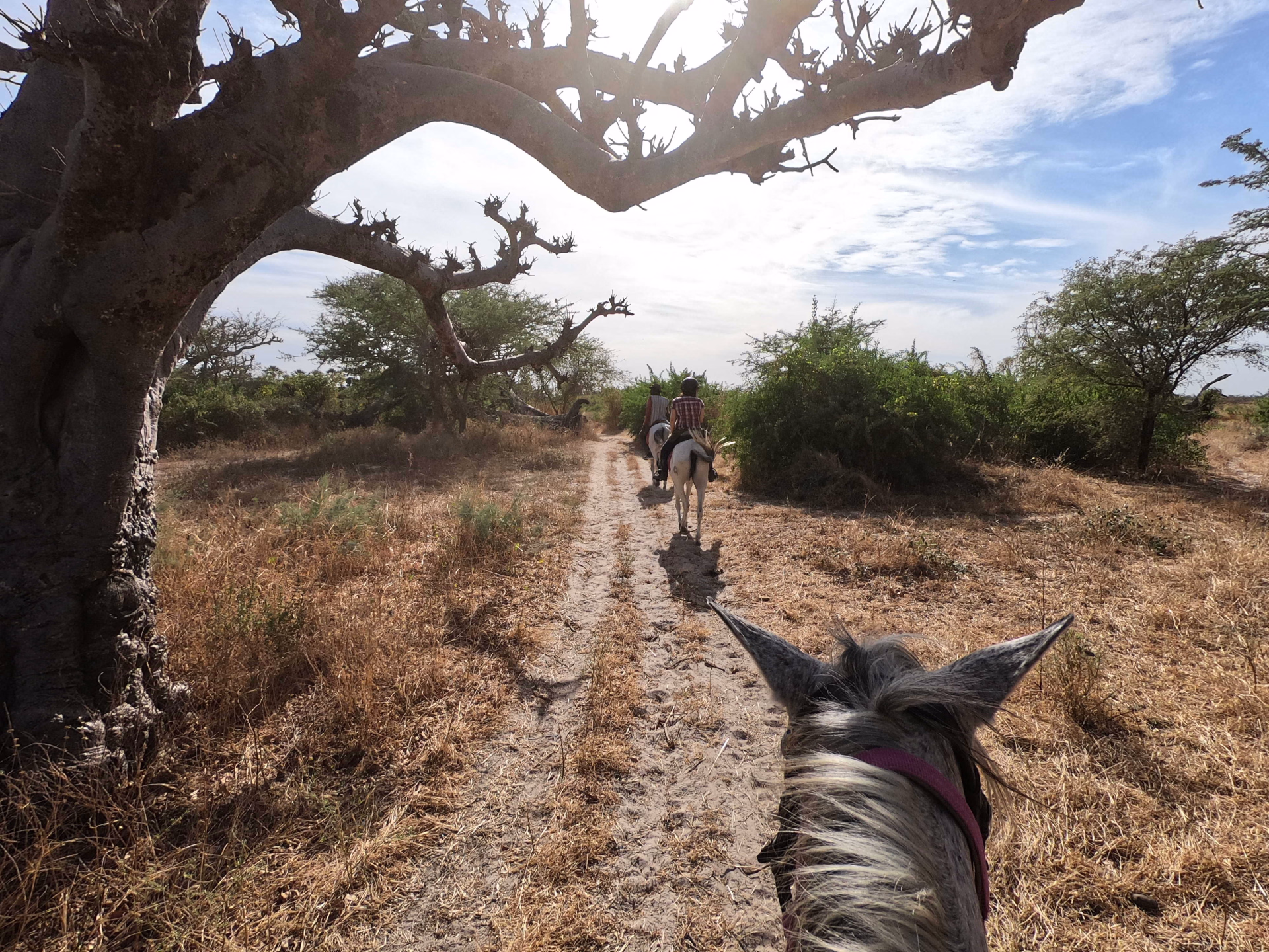 Safari_Sénégal