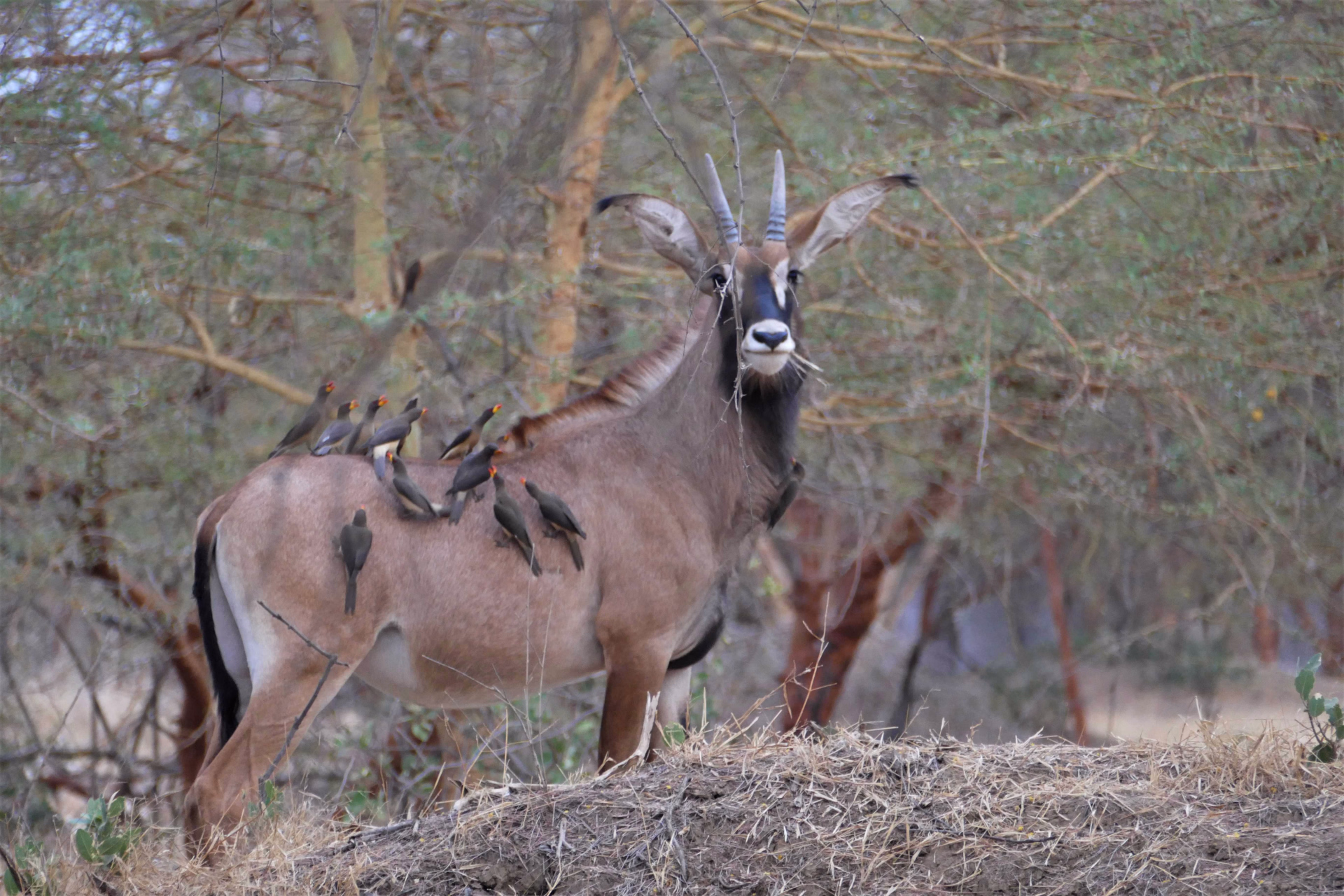 Safari_Sénégal