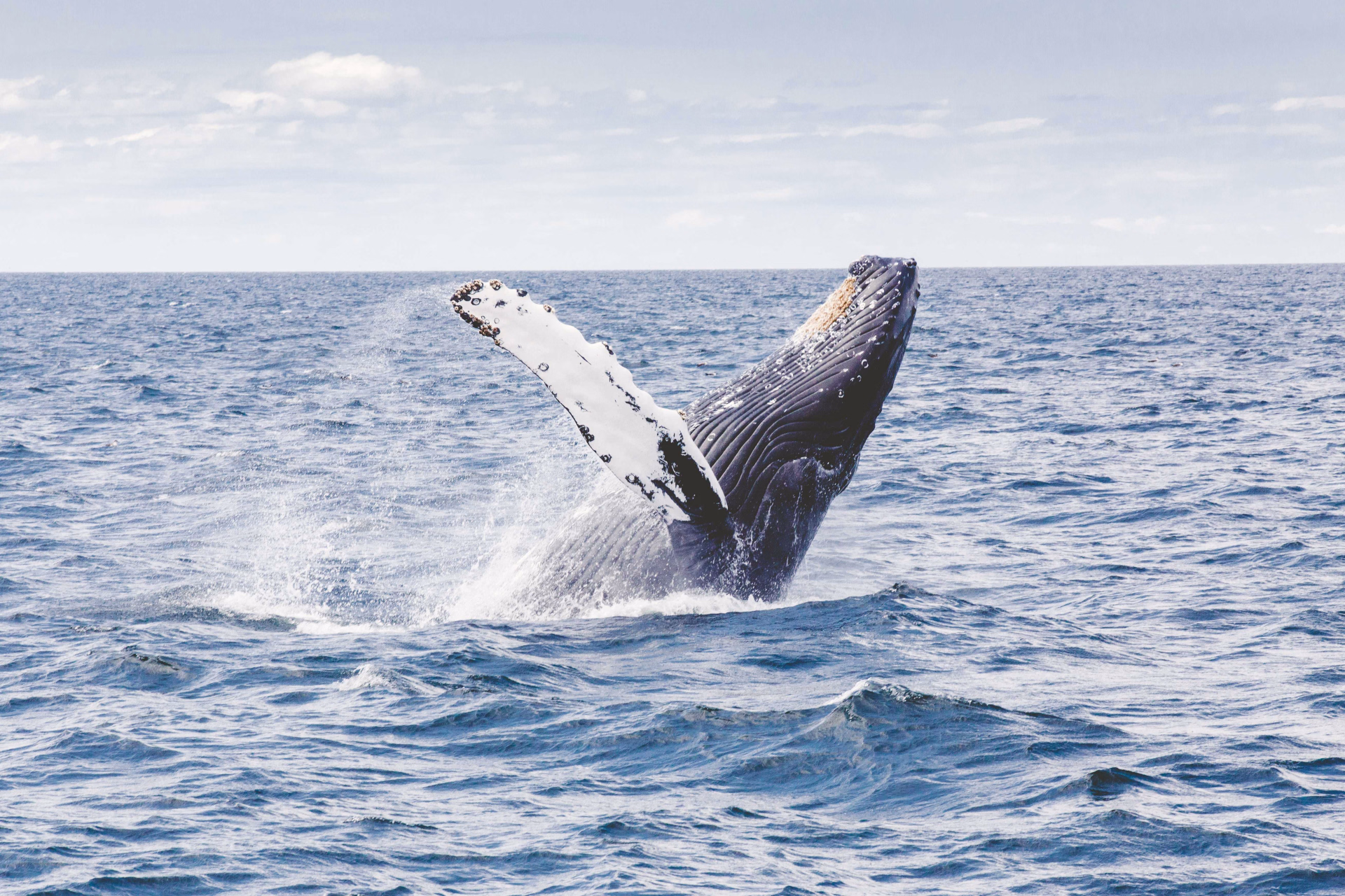 Baleine à bosse