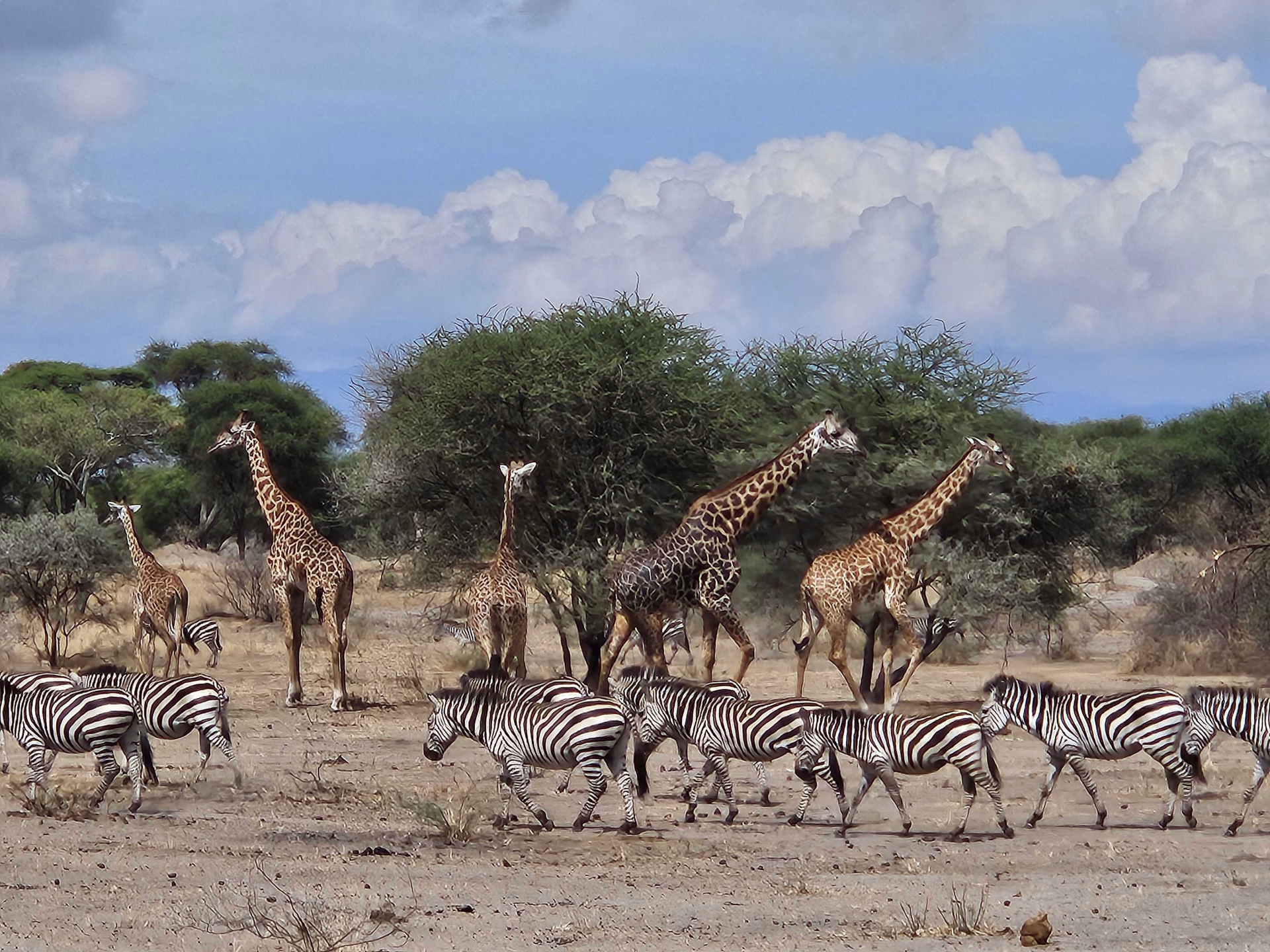 Safari et découverte de Zanzibar en famille !