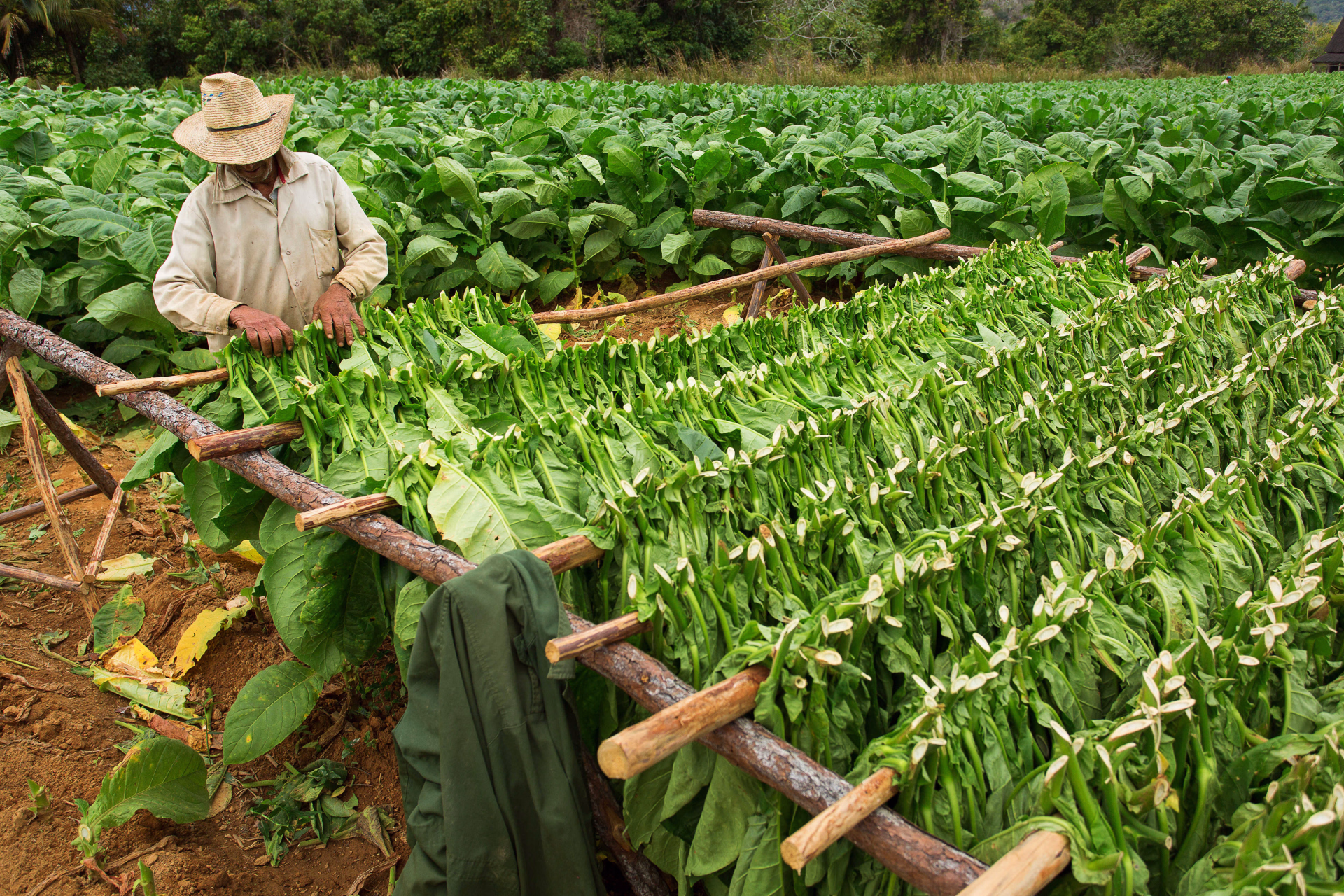 Séchage des feuilles de tabac à Vinales