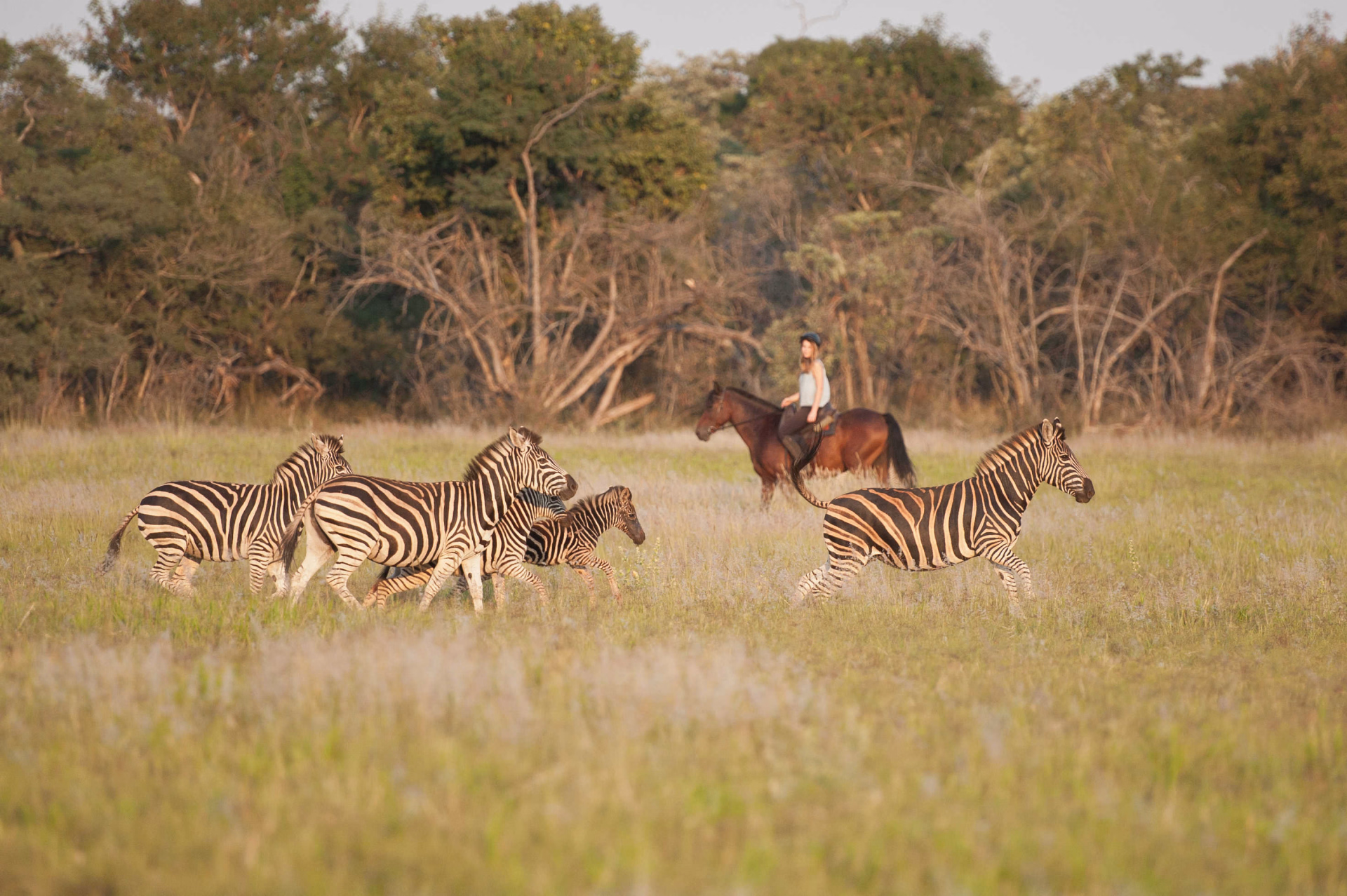 Photo safari au Botswana à cheval