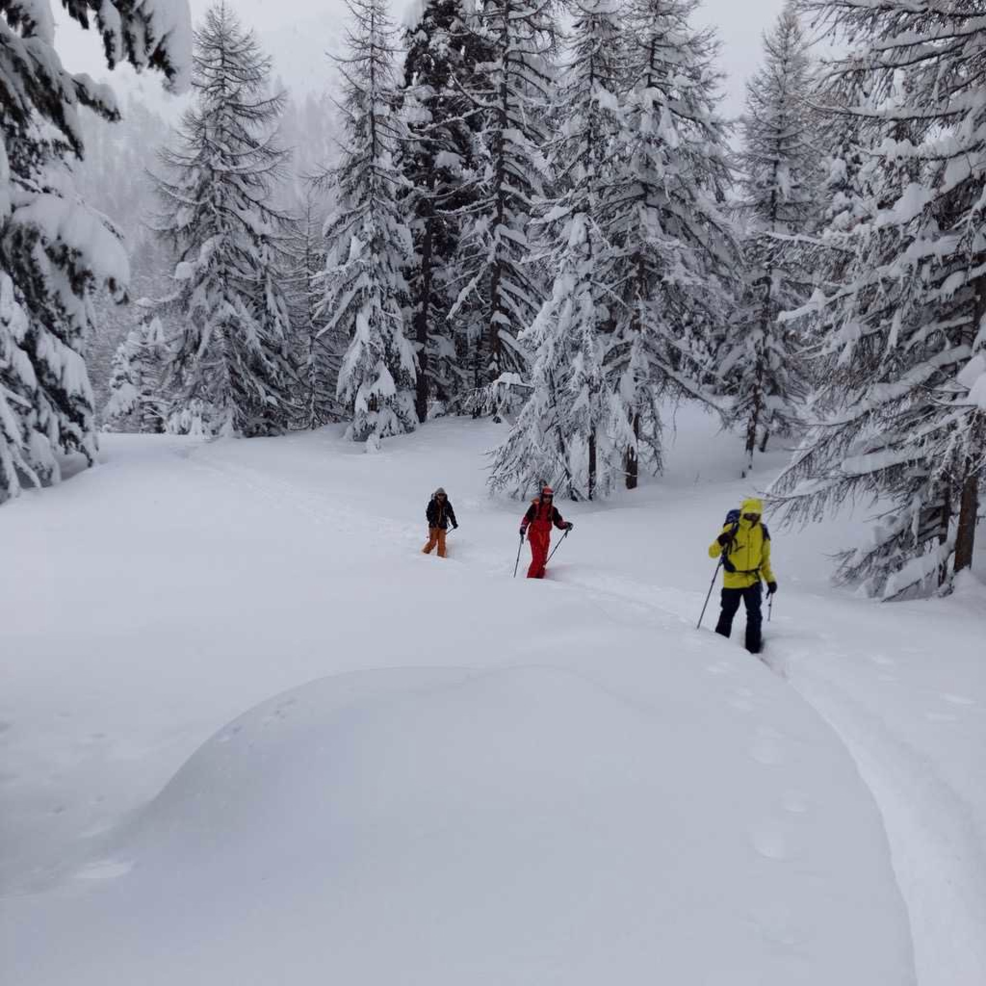 Skieurs de randonnée en forêt