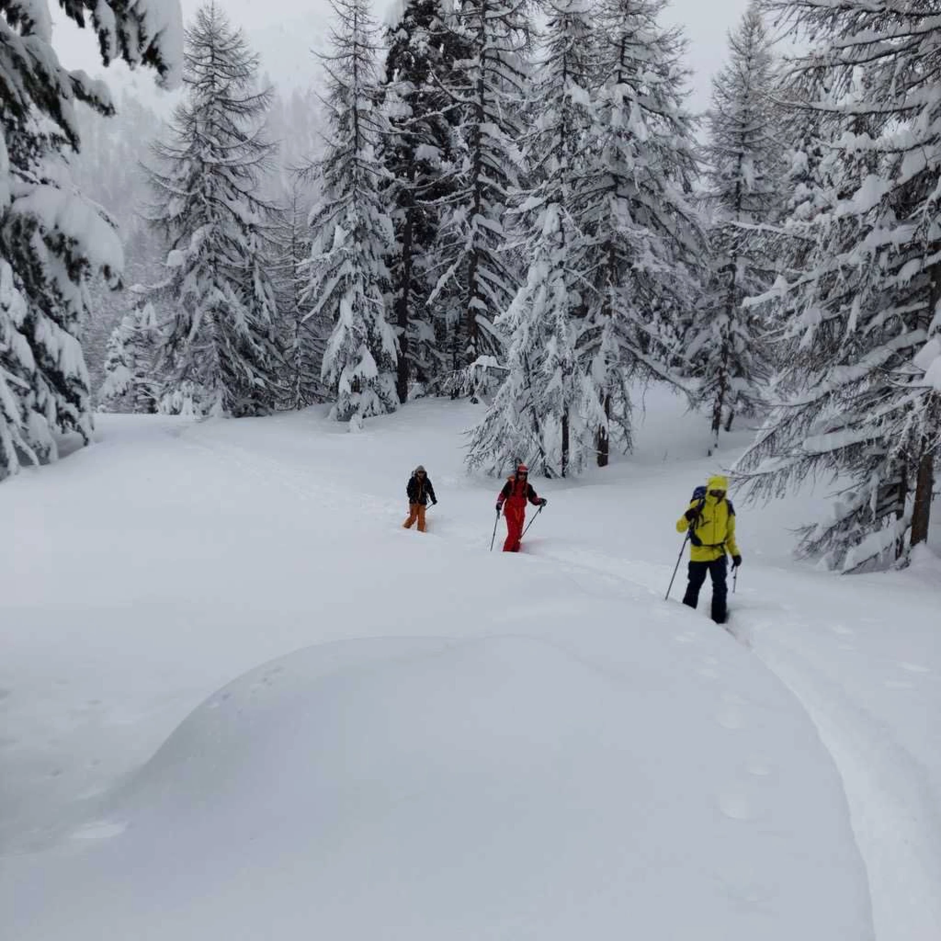 Skieurs de randonnée en forêt