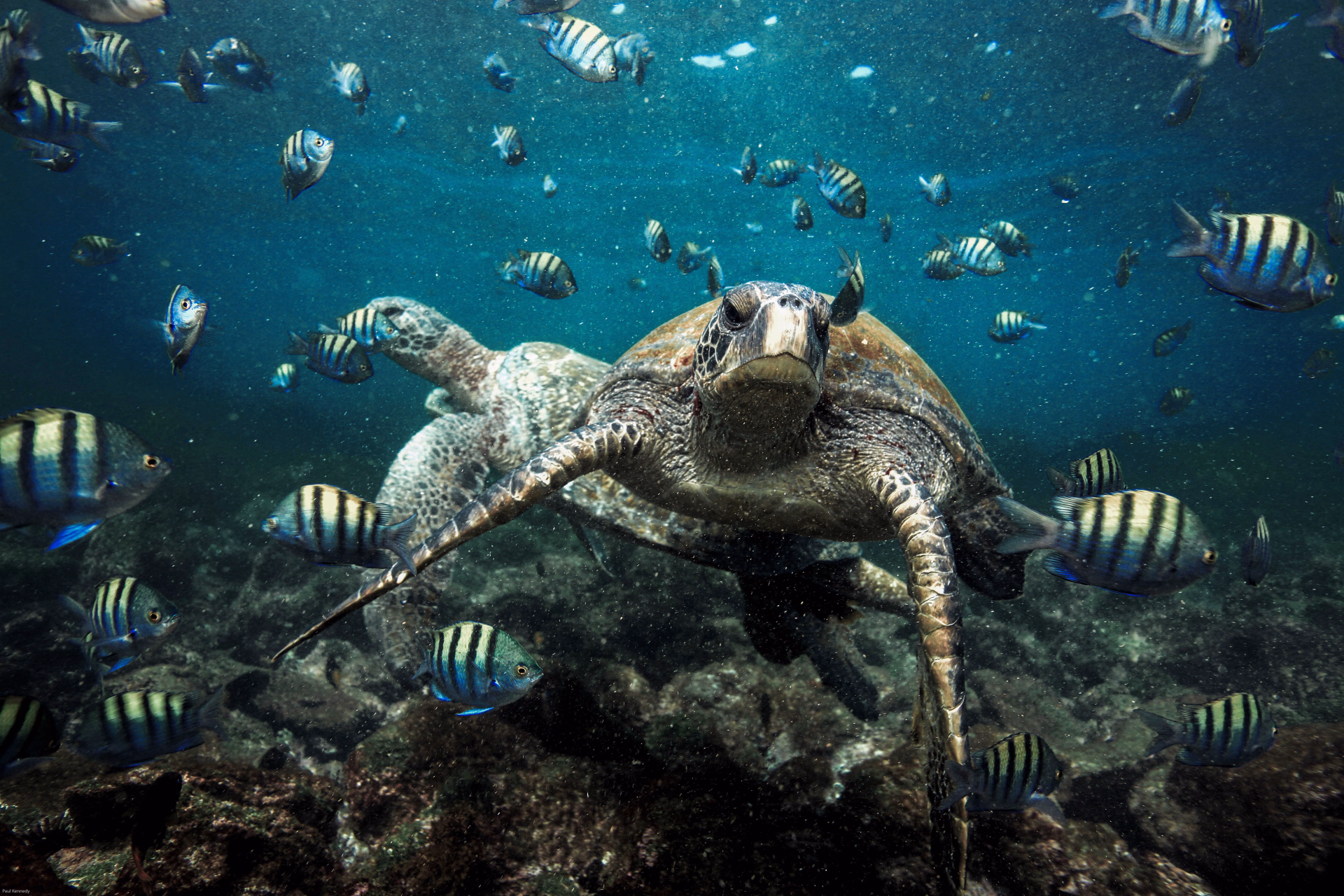 Andes, Amazonie et Galapagos : voyage au pays des 4 Mondes