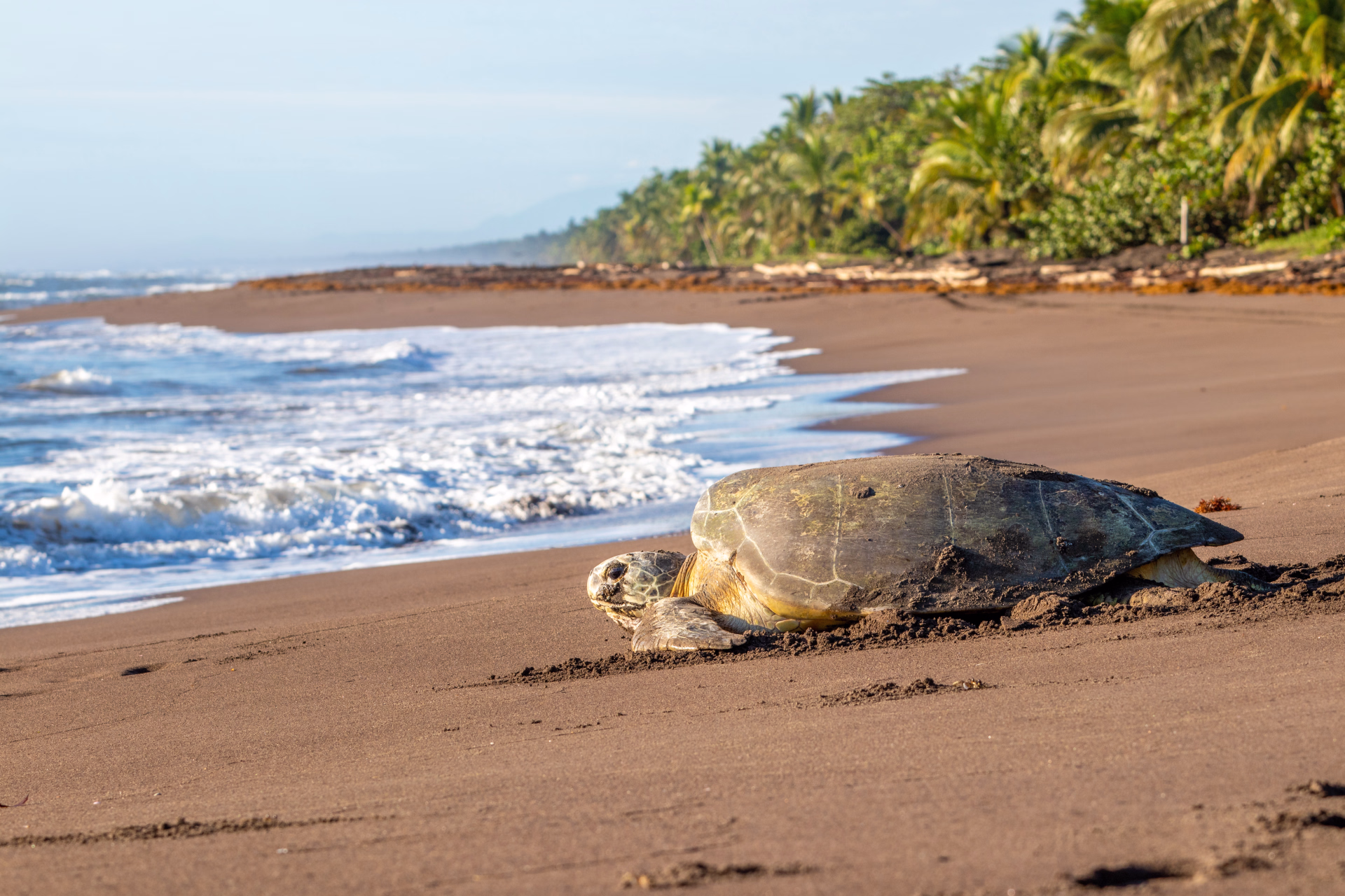 Costa Rica, sanctuaires sauvages et immersion locale