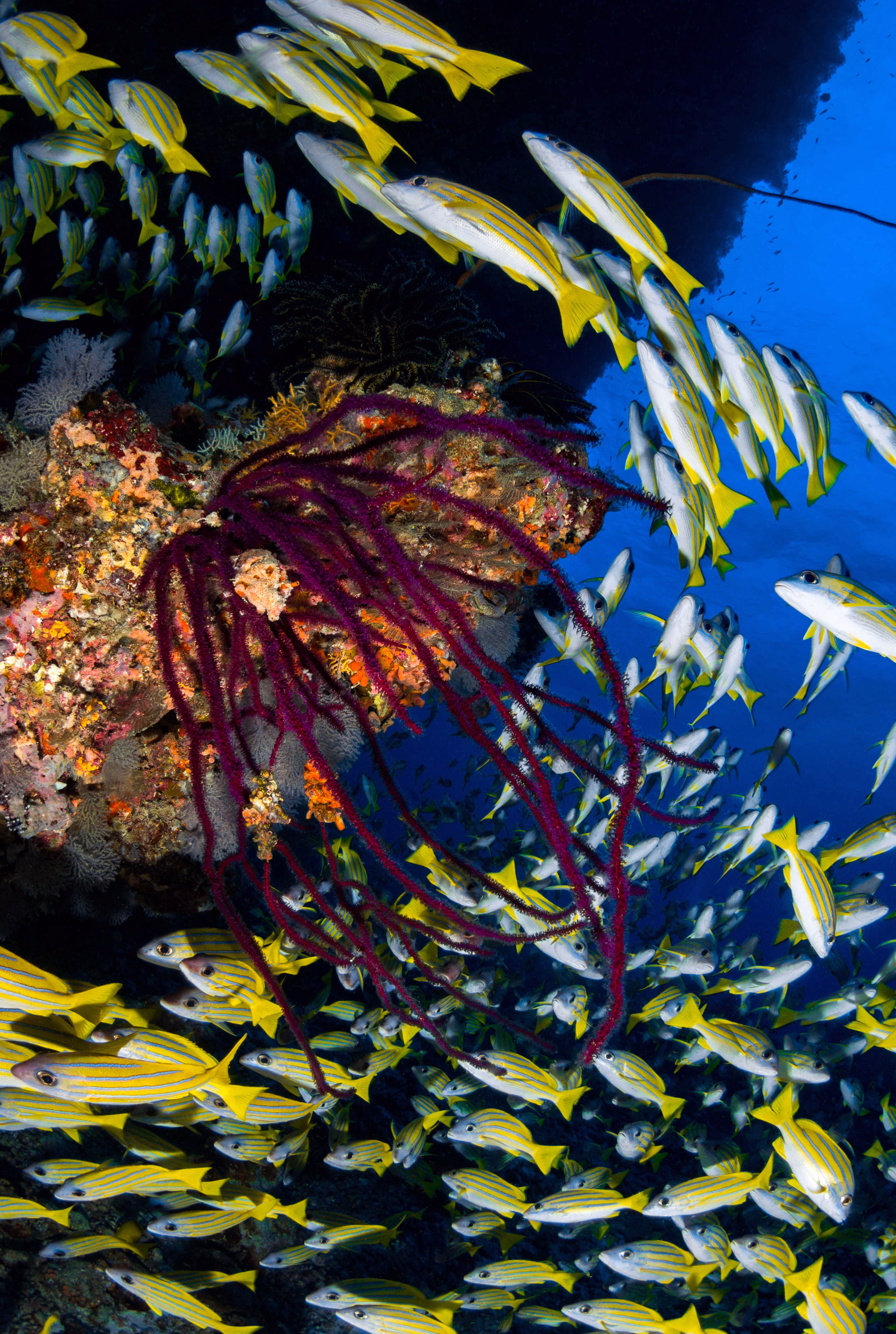 Tourbillon de poissons éclatants et récifs multicolores : bienvenue aux Maldives