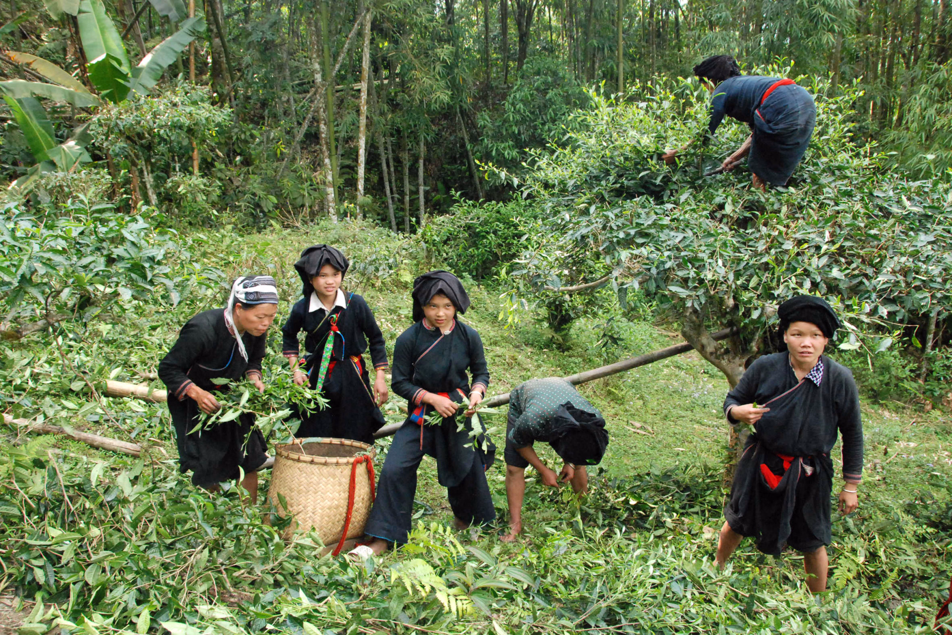 Trek chez les minorités du nord Vietnam
