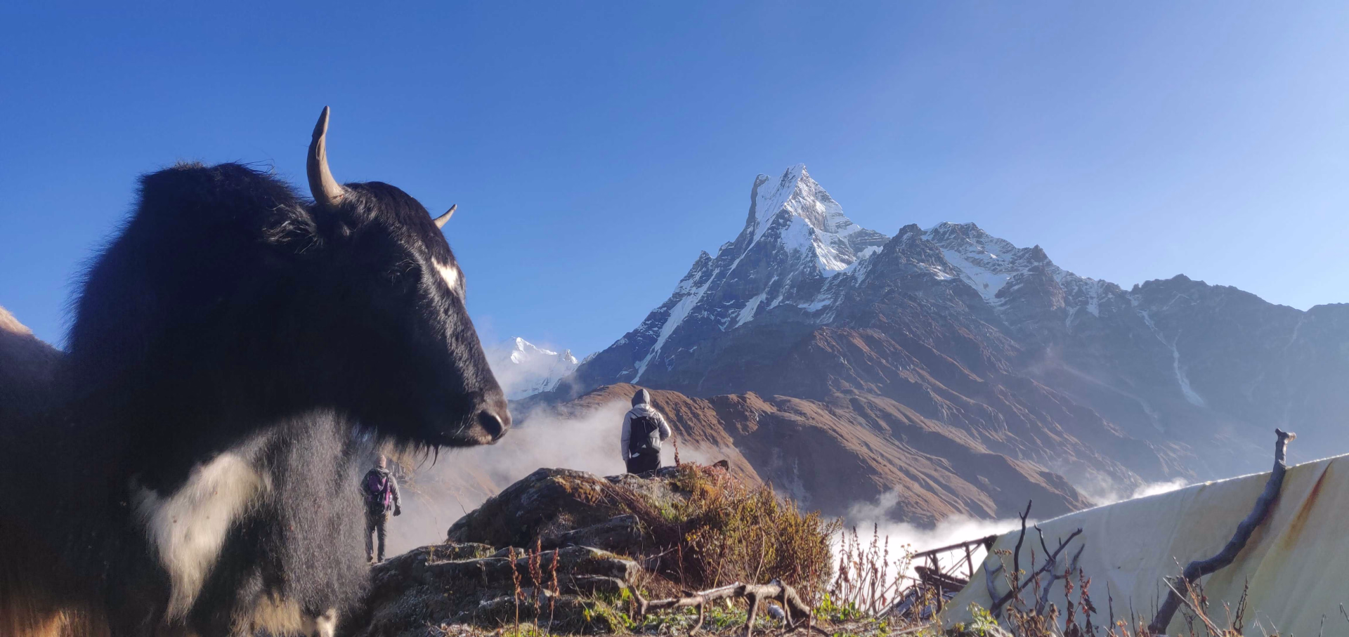 Trek des Annapurnas :  vue sur le Machapuchare