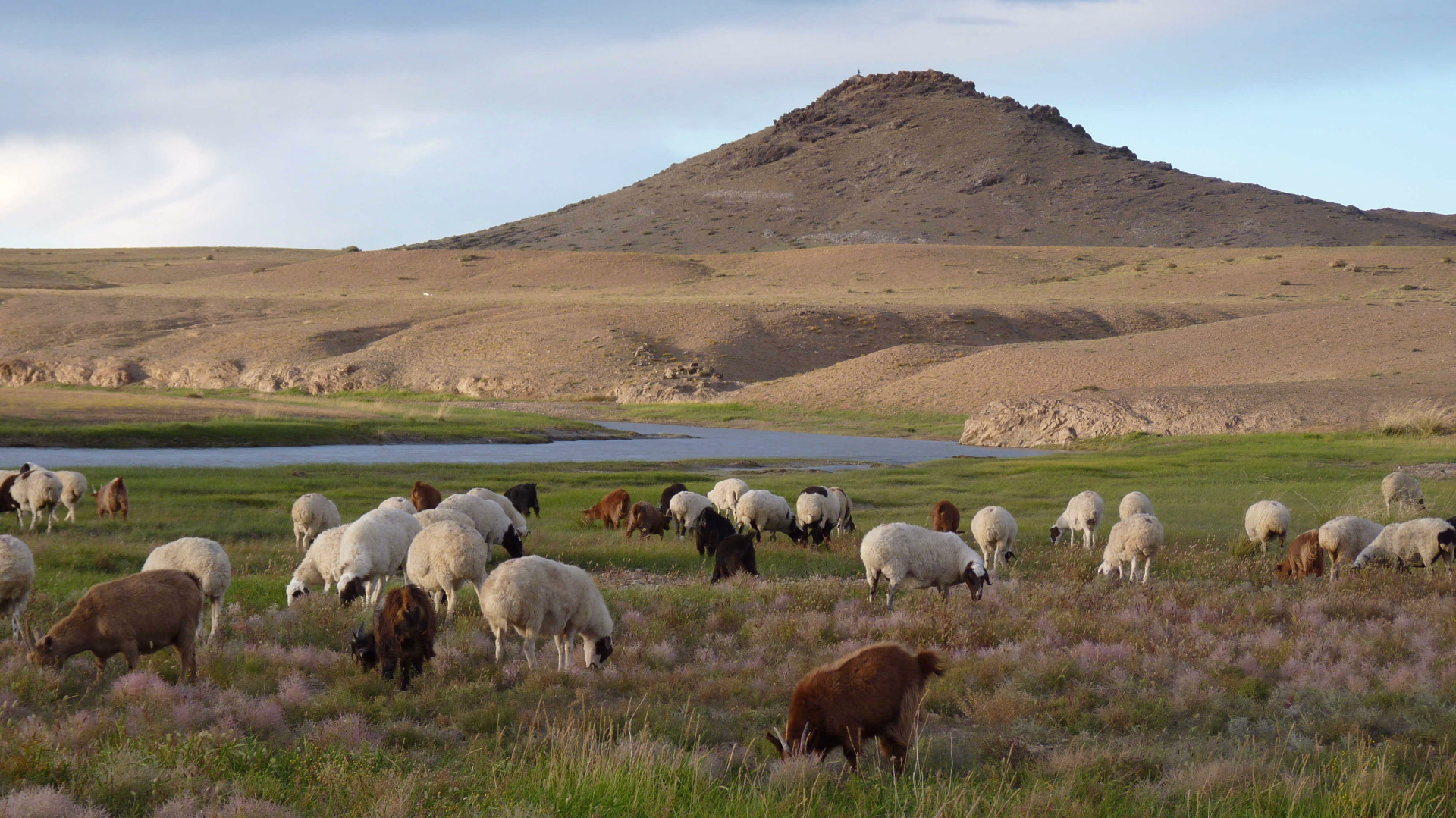 troupeau de moutons en Mongolie