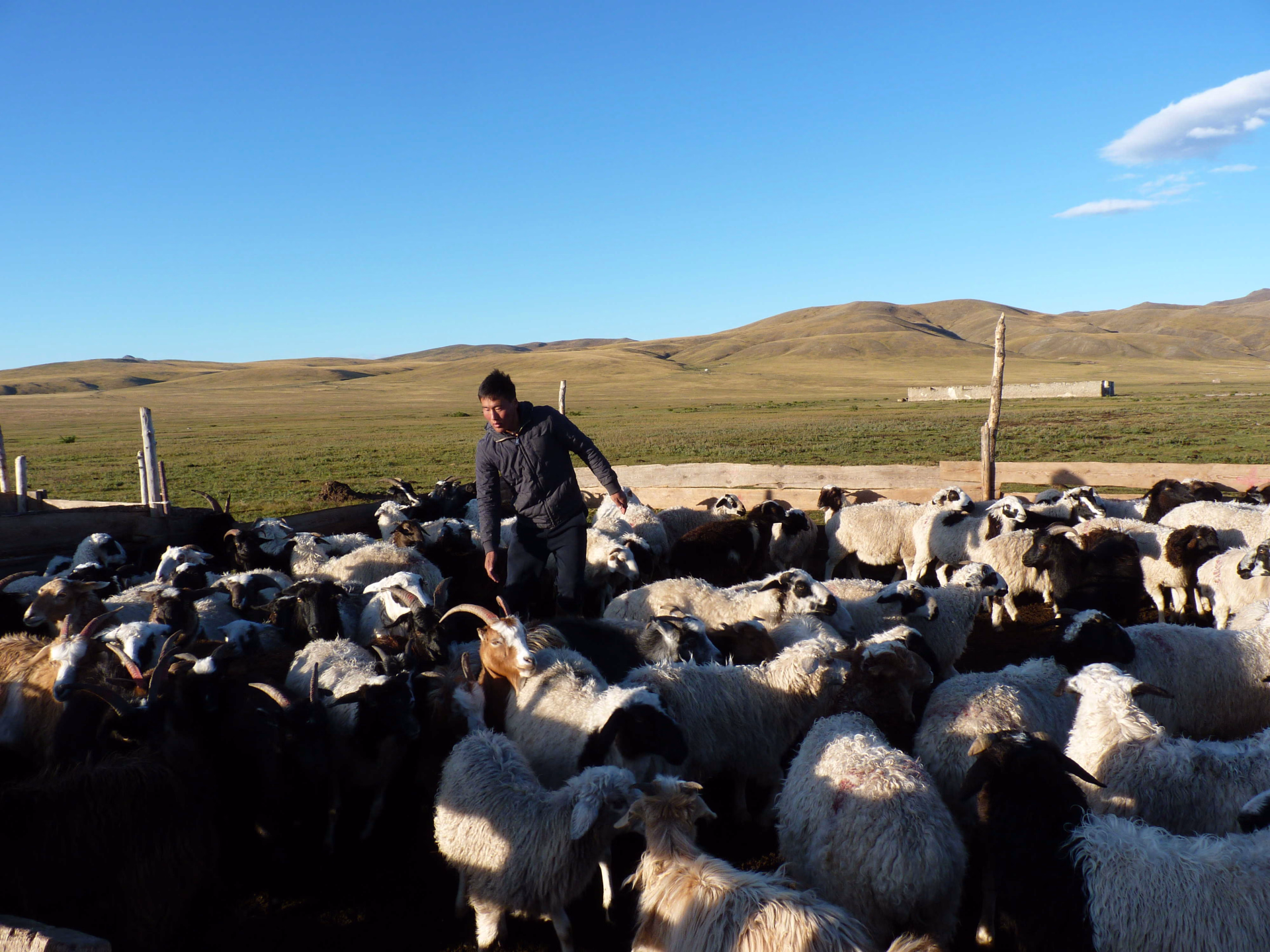 troupeau de moutons en Mongolie