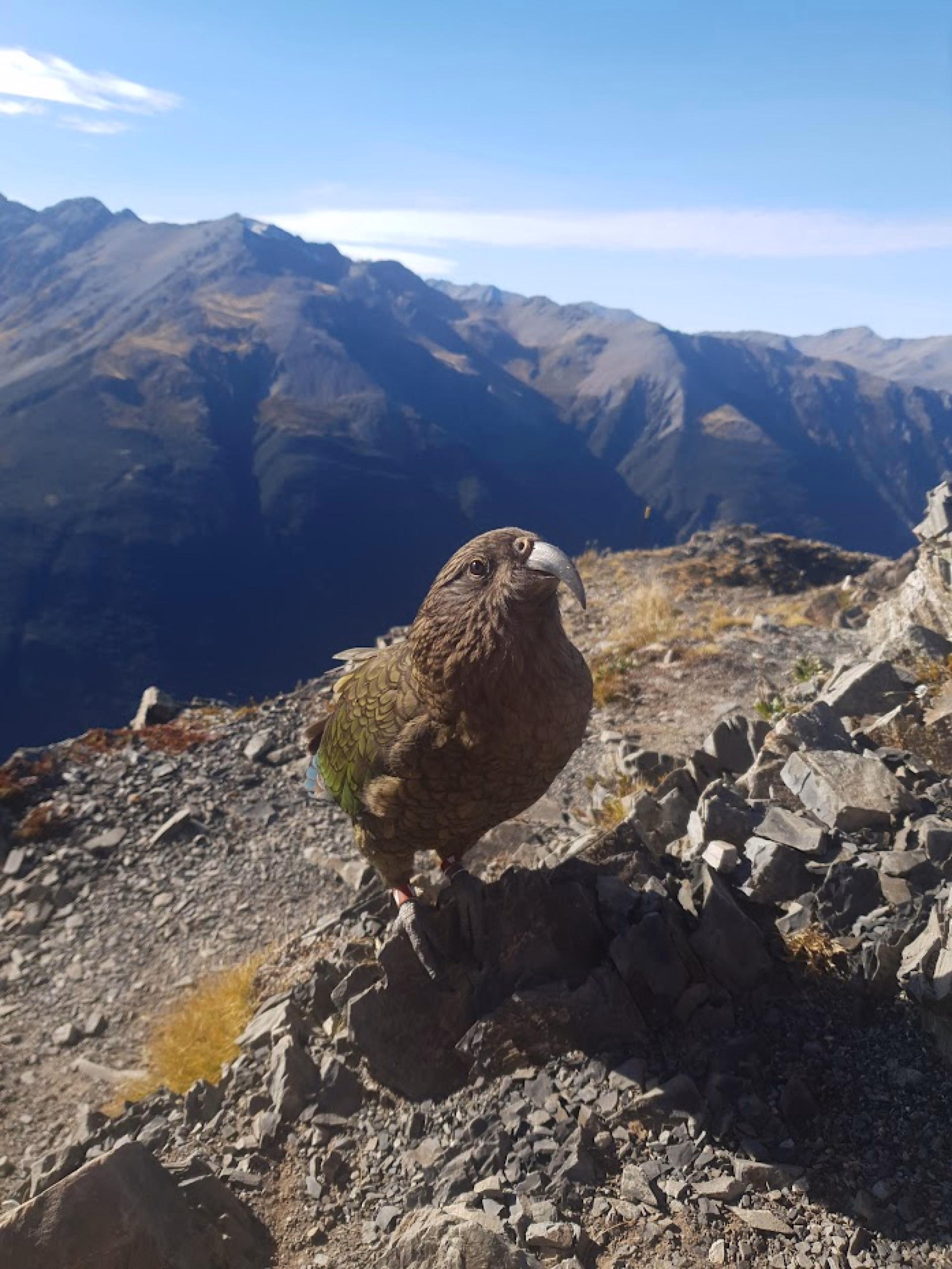 Un kea ; perroquet endémique de Nouvelle Zélande