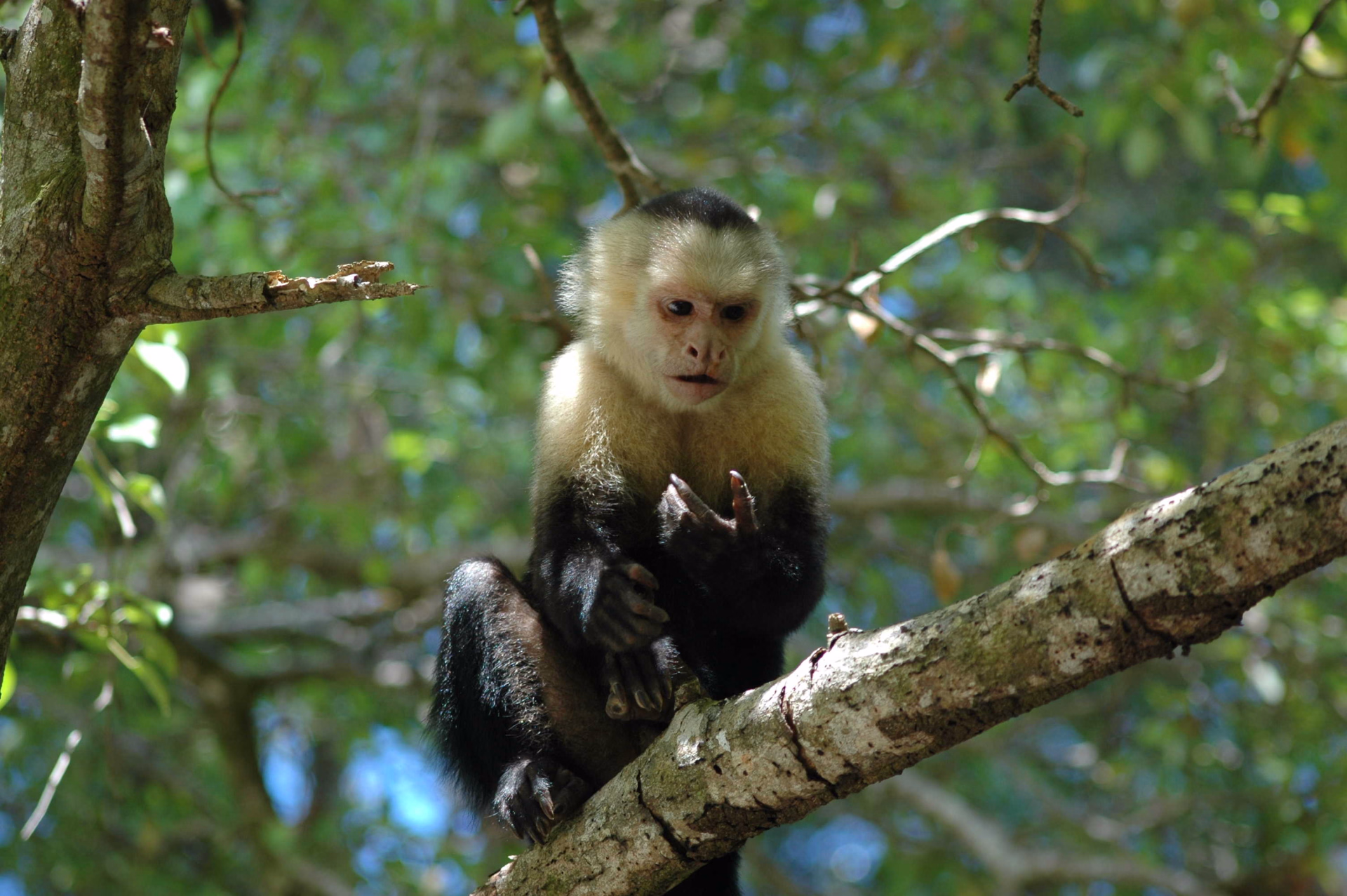 un singe capucin