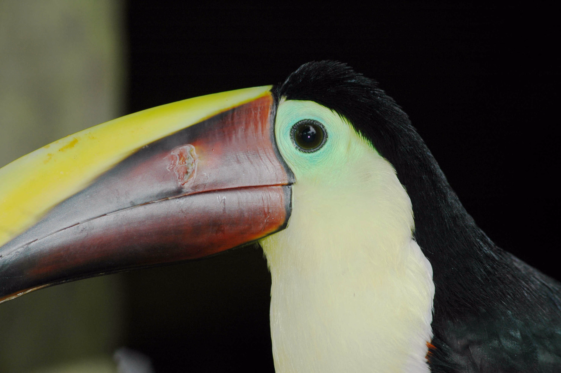 un toucan