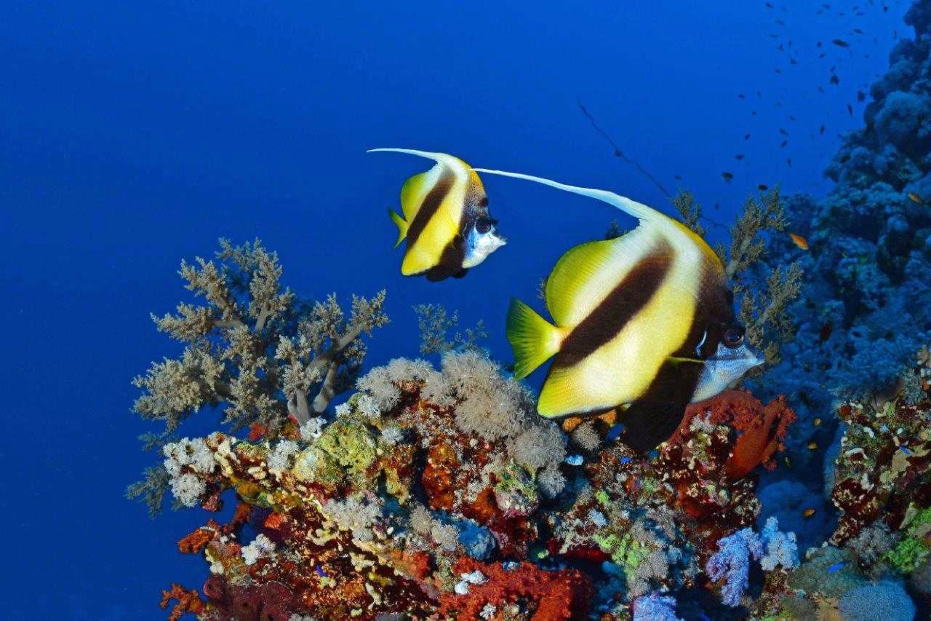 Un véritable aquarium. Couple de poissons cochers