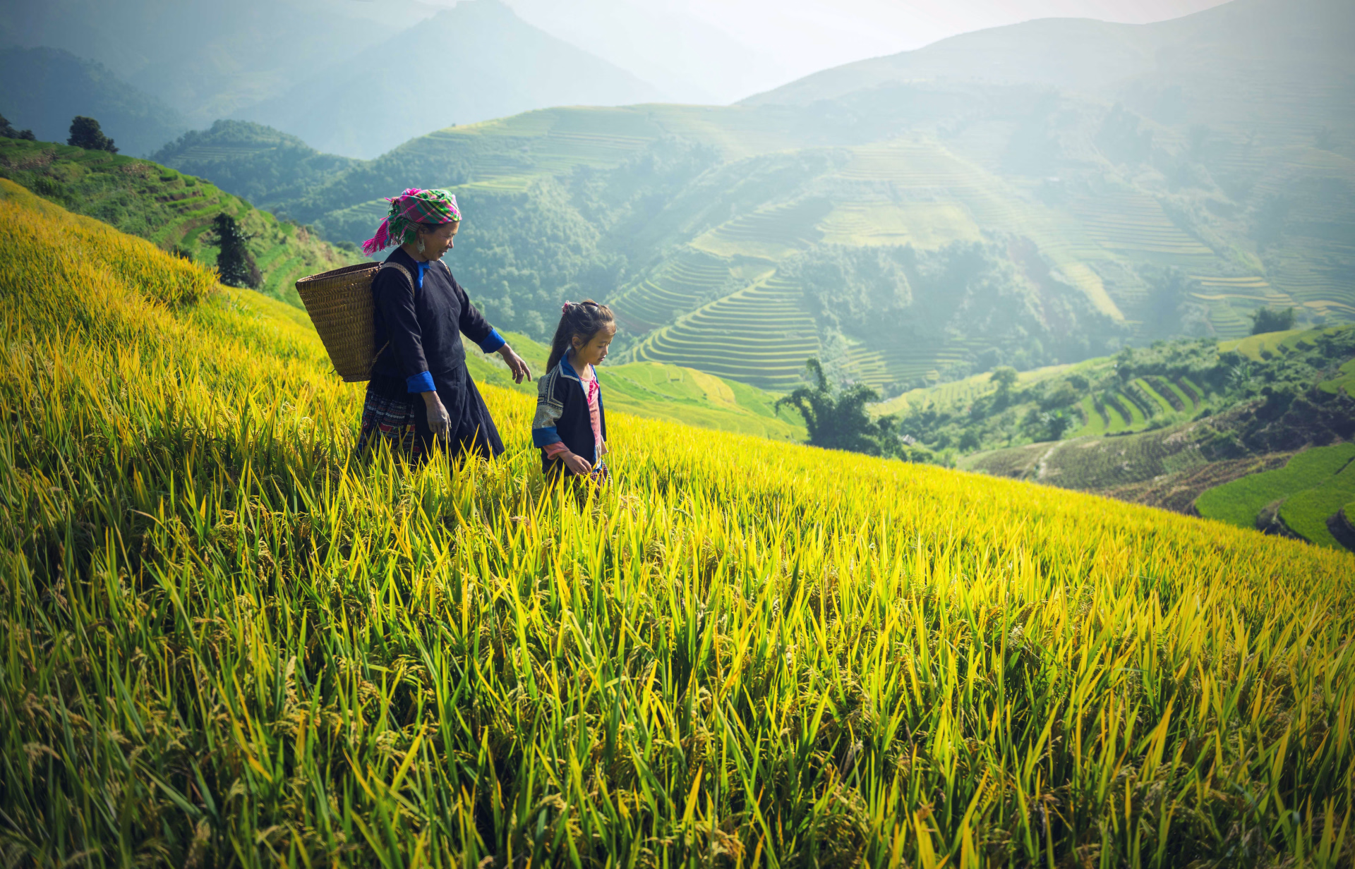 Rizières dans la forêt au Vietnam © Rizières dans la forêt au Vietnam