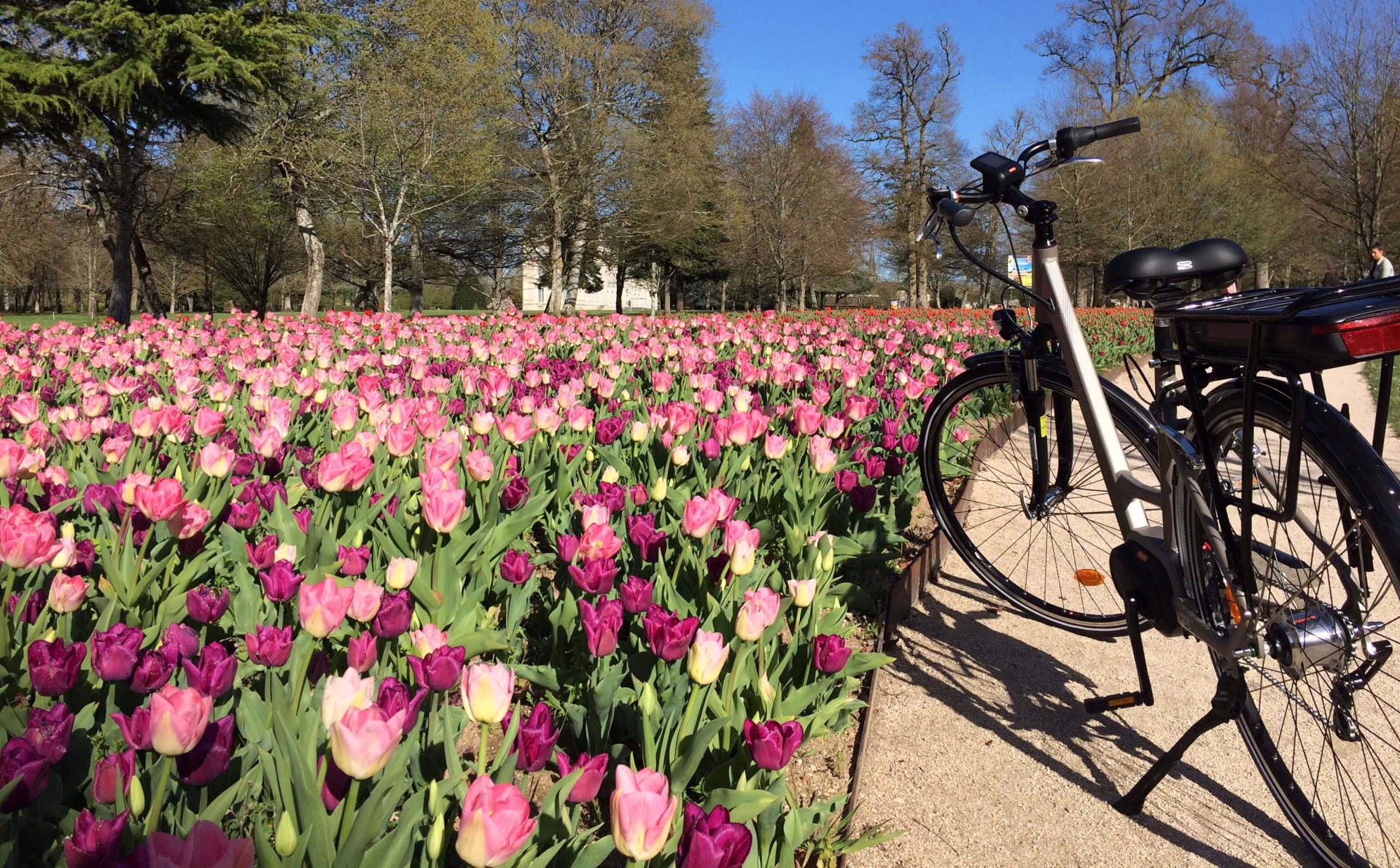 Vélo électrique devant le bandeau de tulipes à Cheverny