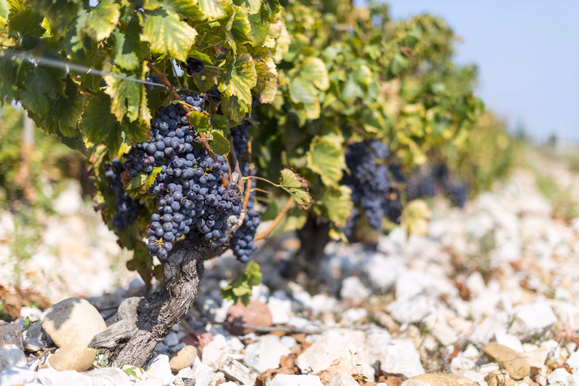 Vignobles
