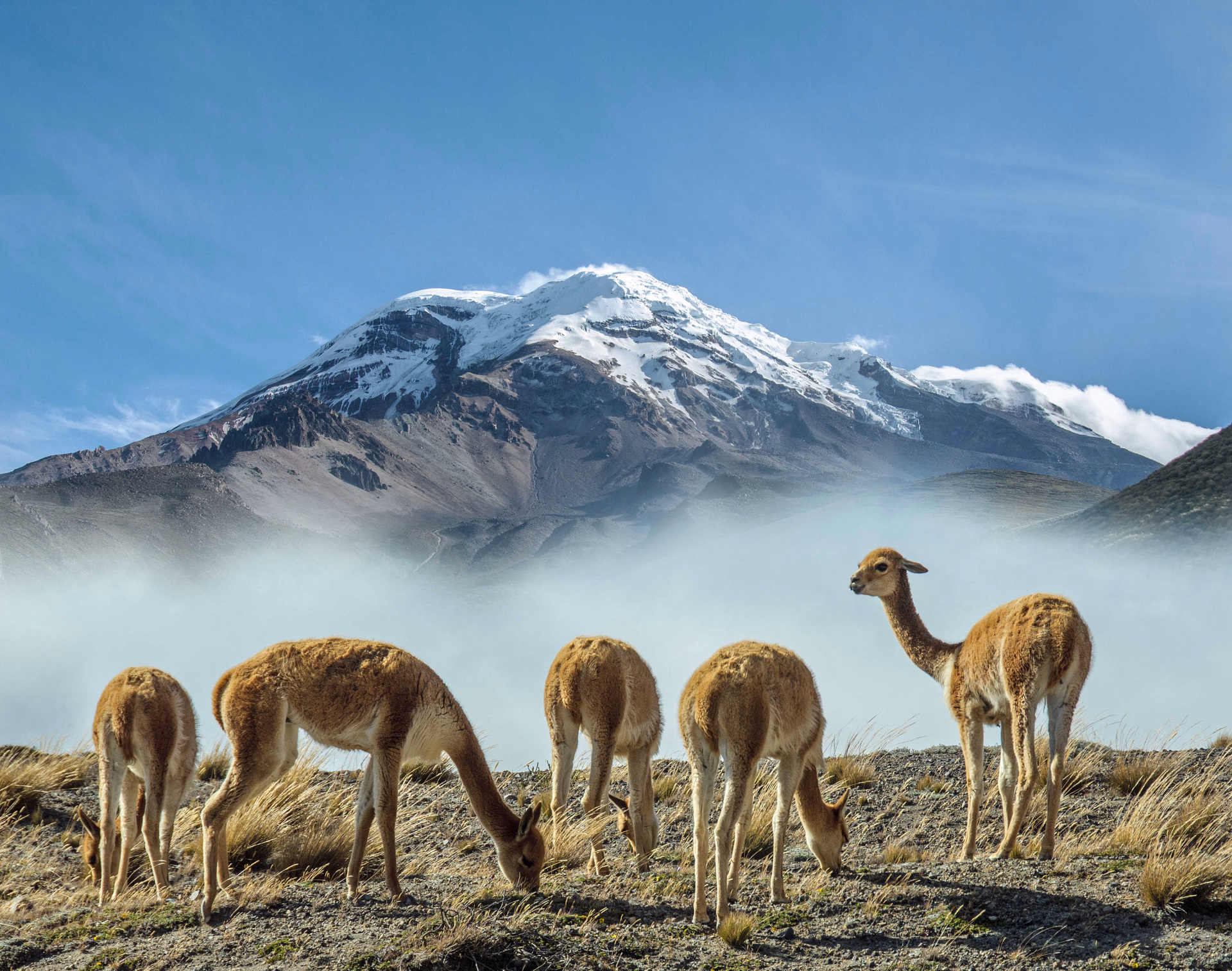 Andes, Amazonie et Galapagos : voyage au pays des 4 Mondes