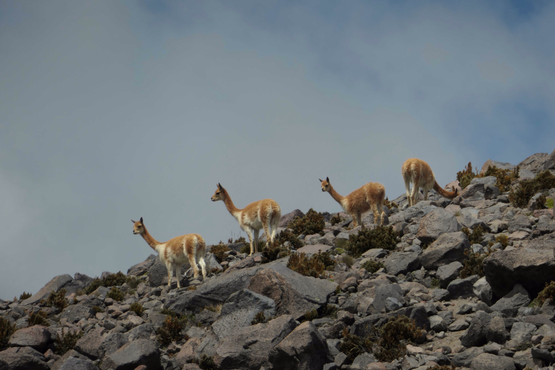Vigognes de la réserve du Chimborazo en Equateur