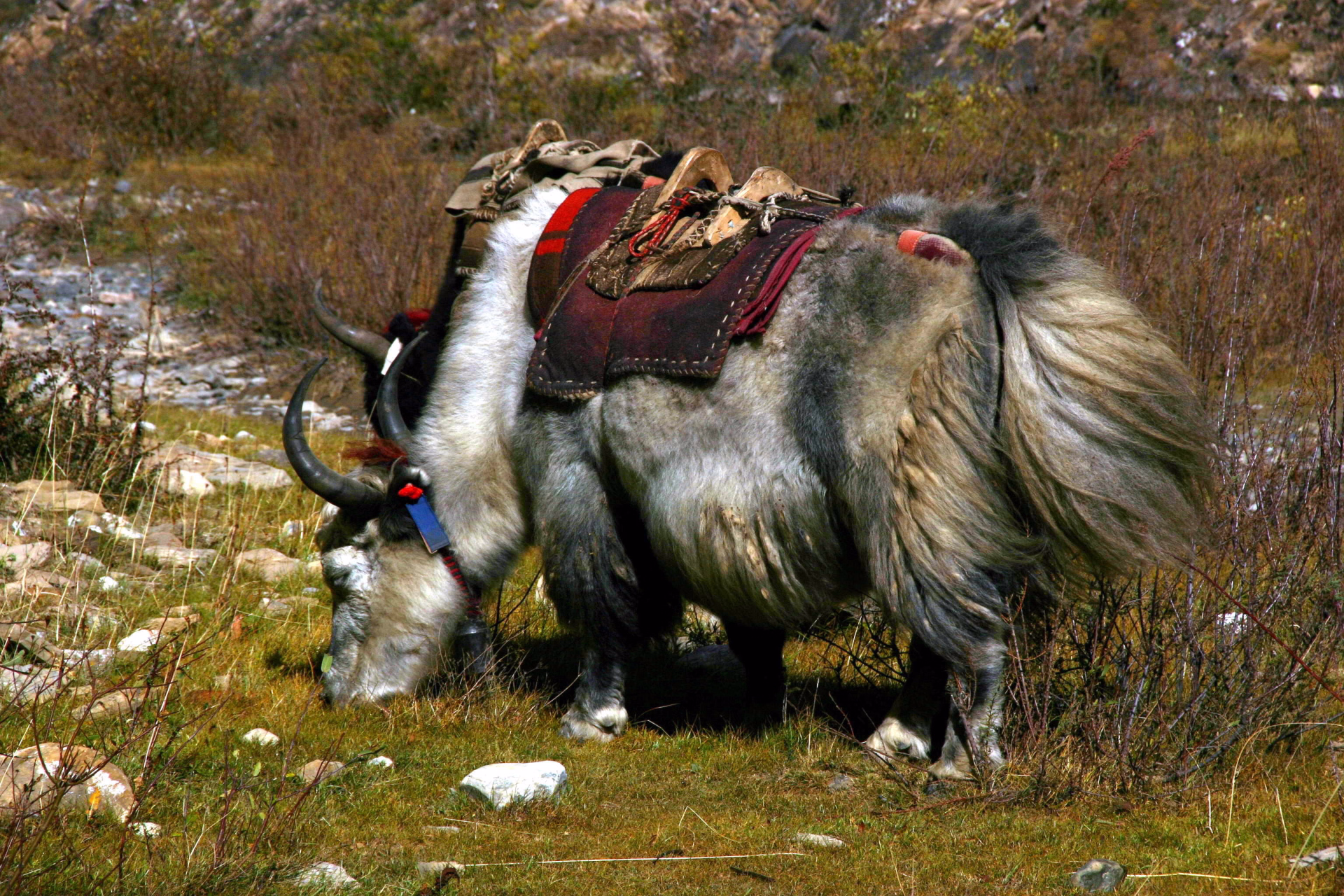 Vallée du Langtang et lacs sacrés de Gosainkund