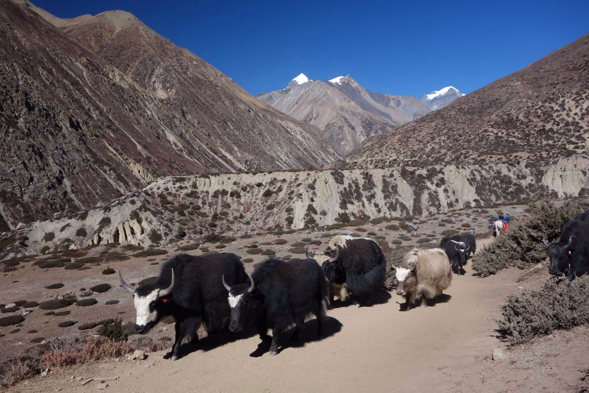 Tour_Annapurnas