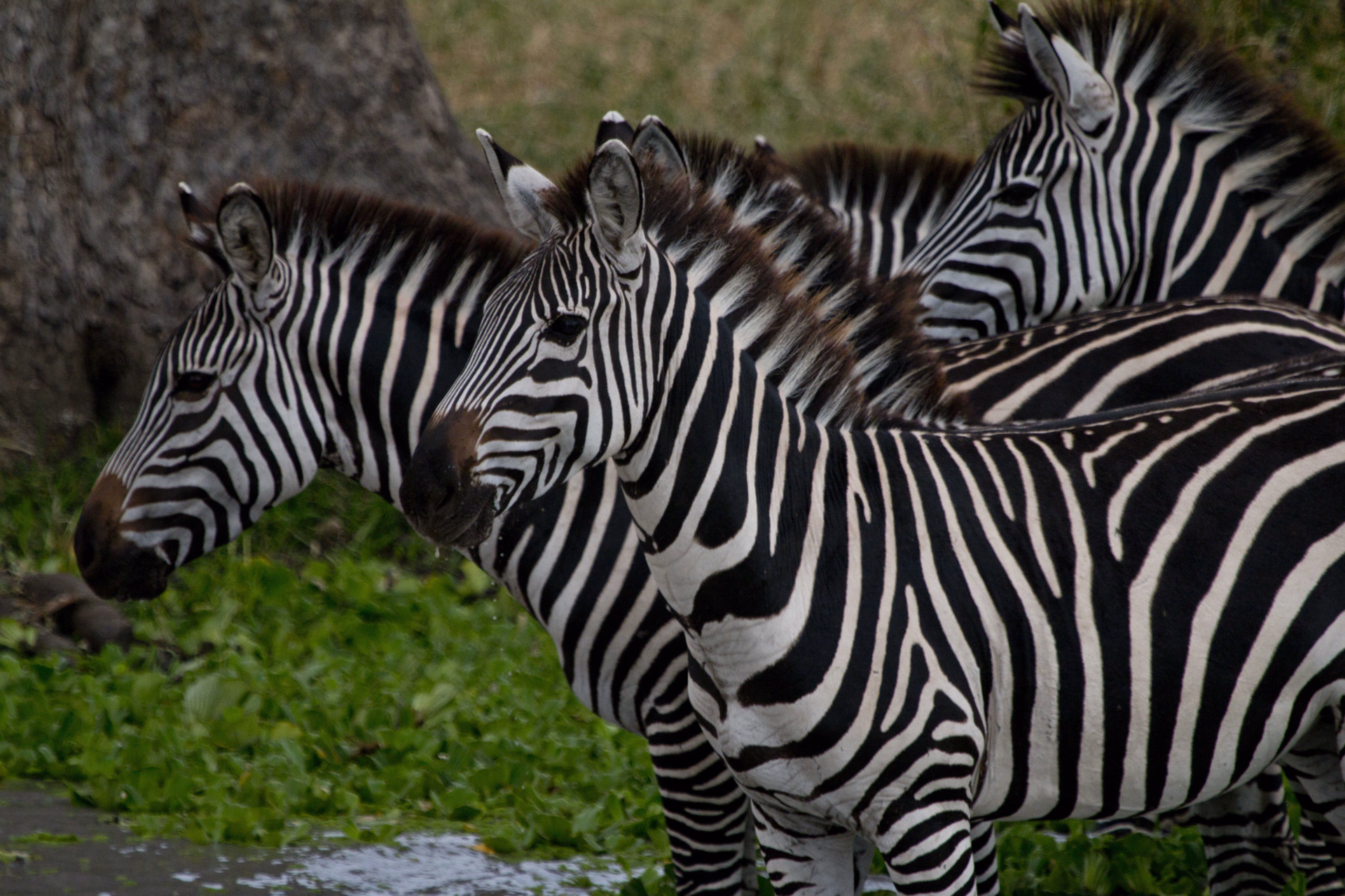 Zèbres Tanzanie