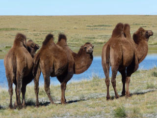 chameaux en Mongolie