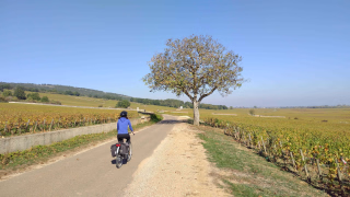 Cycliste dans la côte de beaune sur la route entre les vignes