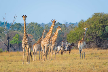 Voyage à cheval - Safari à cheval, de l\'Afrique du Sud au Botswana