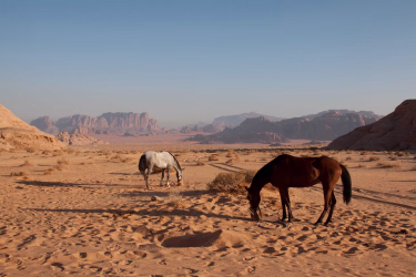 Voyage à cheval - Randonnée à cheval au coeur de la Jordanie - Spécial Nouvel An