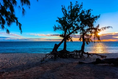 Arbre et coucher de soleil à la Réunion