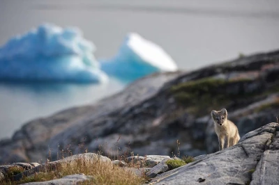 Renard arctique