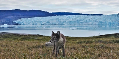 Renard arctique au Groenland l'été