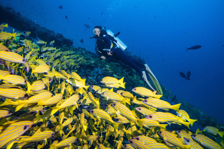Partez explorer les fonds marins avec nos séjours de plongée aux Maldives