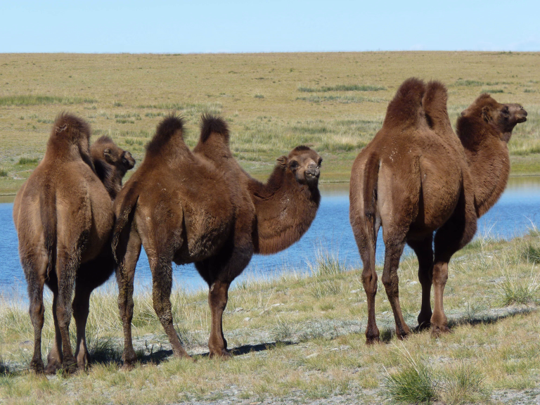 chameaux en Mongolie