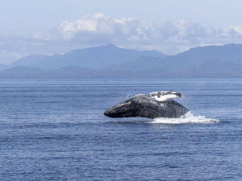 Baleine à bosse