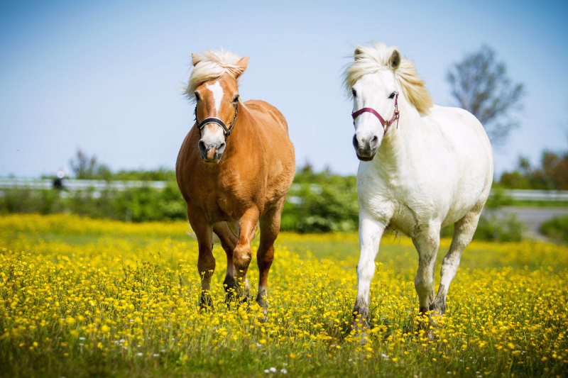 Chevaux en Irlande