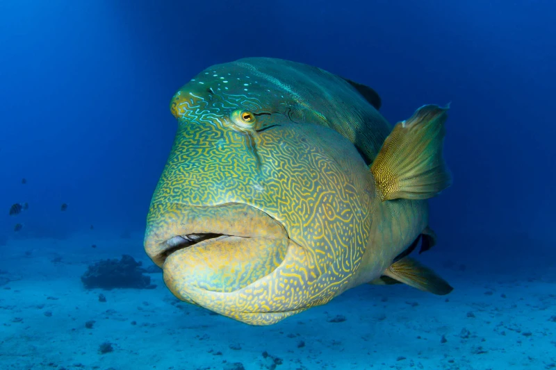 Espèce emblématique de Mer Rouge, le napoléon fait la star