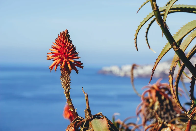 Fleur d'Aloès à Madère