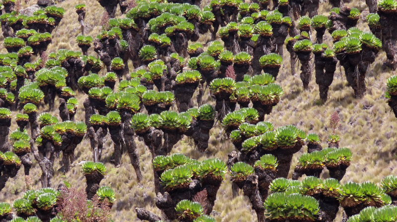 Impressionnants séneçons au Mont Kenya