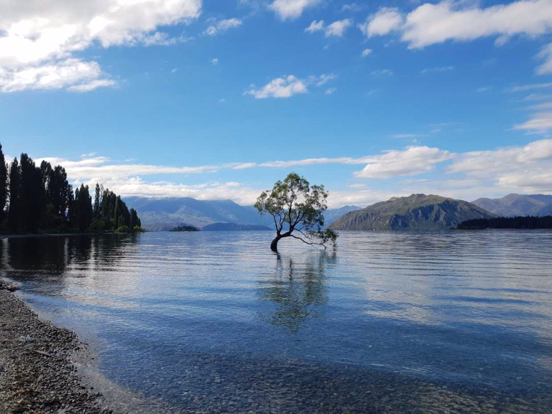 Le Wanaka tree ou Wanaka Willow