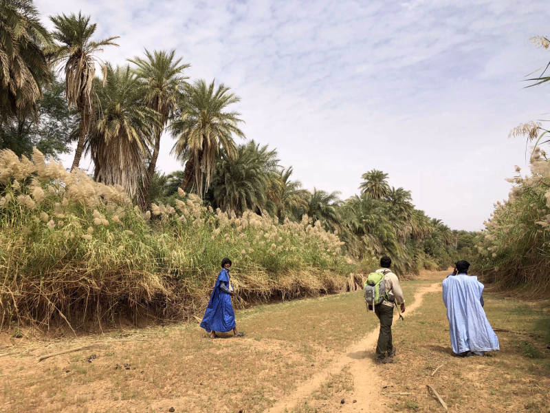 Oasis Azouaiga, Mauritanie