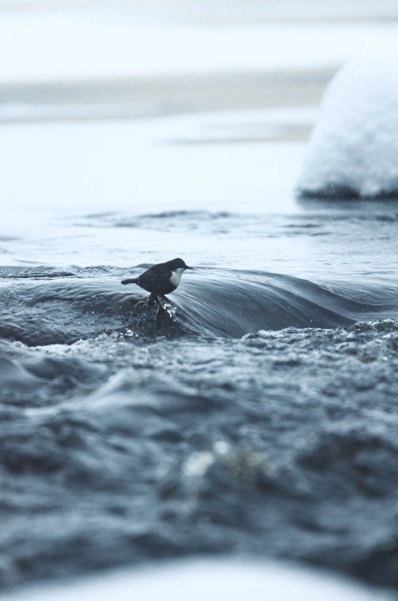 Paysage hivernal en Finlande