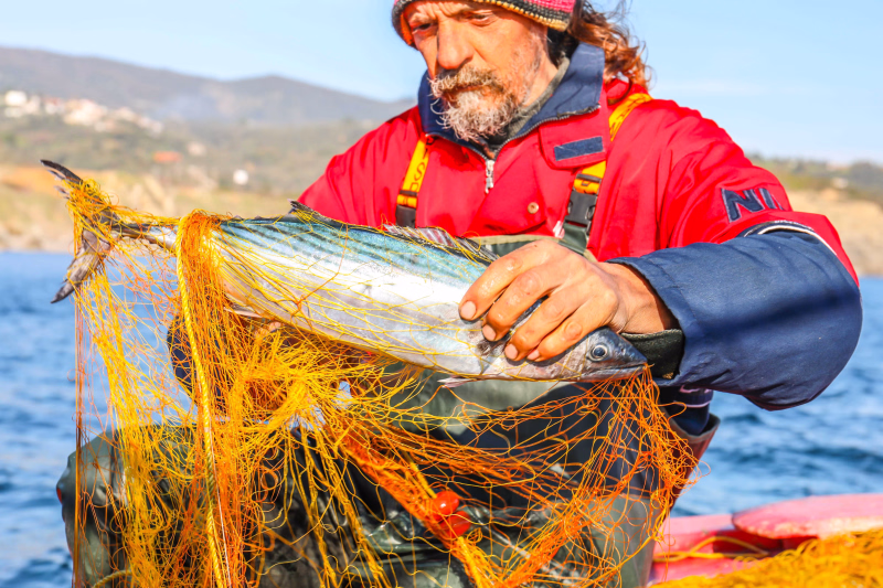 Pêche et gastronomie, voyage cyclades