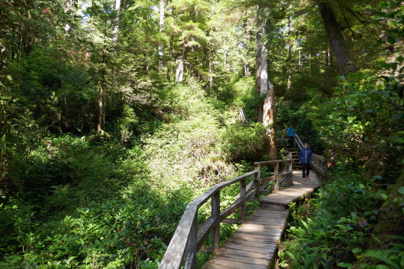 Randonnée dans la forêt pluviale de l'île de Vancouver