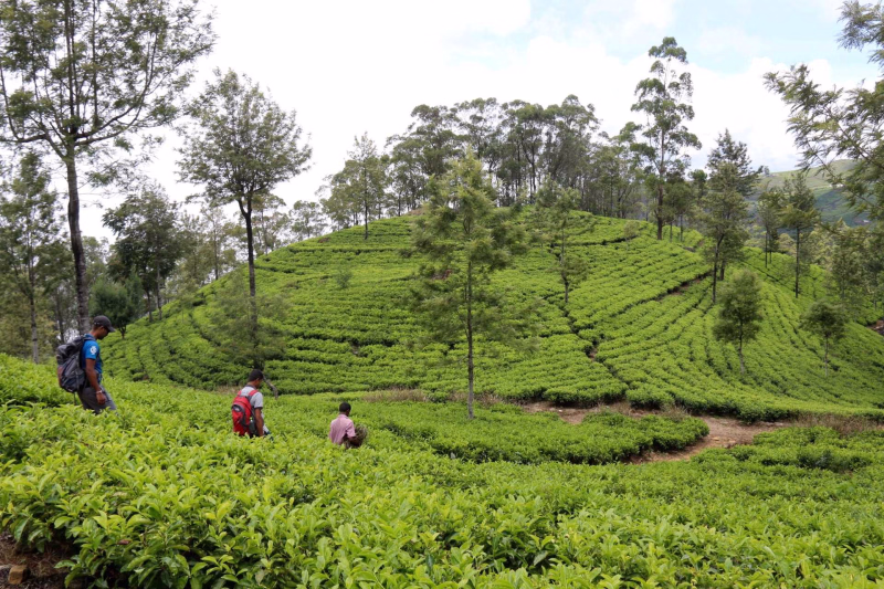 Randonneurs dans les plantations de thé au Sri Lanka
