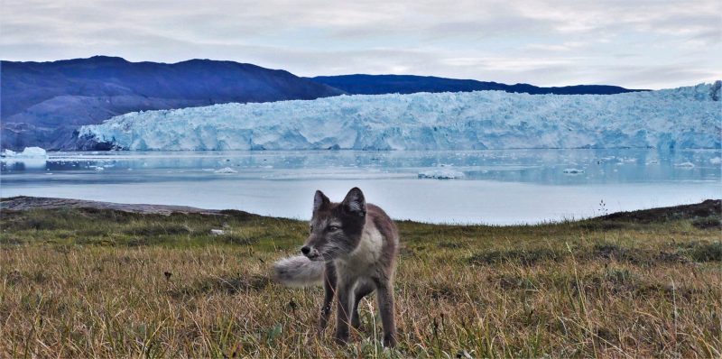 Renard arctique au Groenland l'été