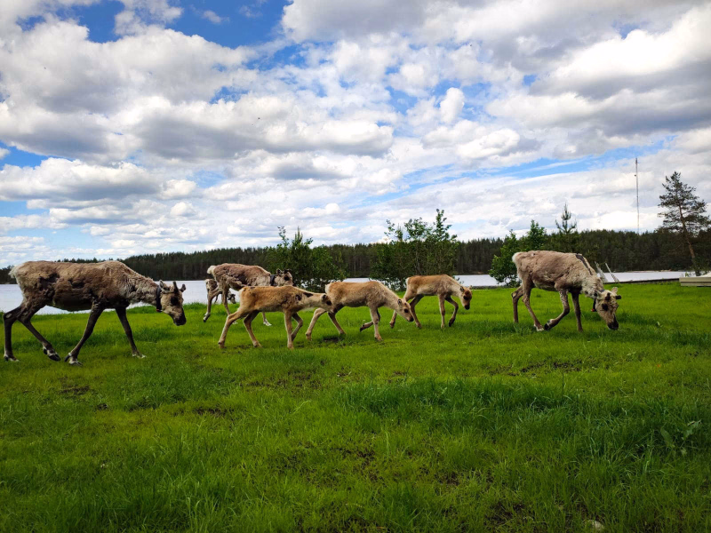 Rennes en Laponie l'été, Finlande