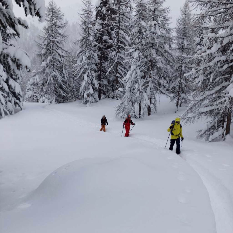 Skieurs de randonnée en forêt